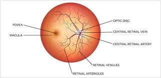 Vitreo-Retina